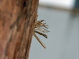 Porcupine-Like Splinter