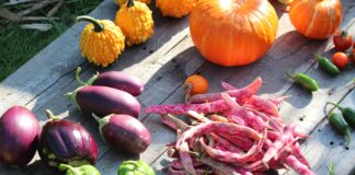 Our daily bread: sustainable food for all