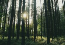 Hope in Climate and the Human Experience of the World